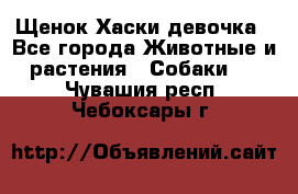 Щенок Хаски девочка - Все города Животные и растения » Собаки   . Чувашия респ.,Чебоксары г.